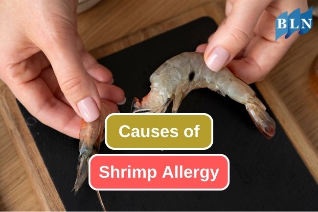 5 Factors That Causing Allergy to Shrimp
